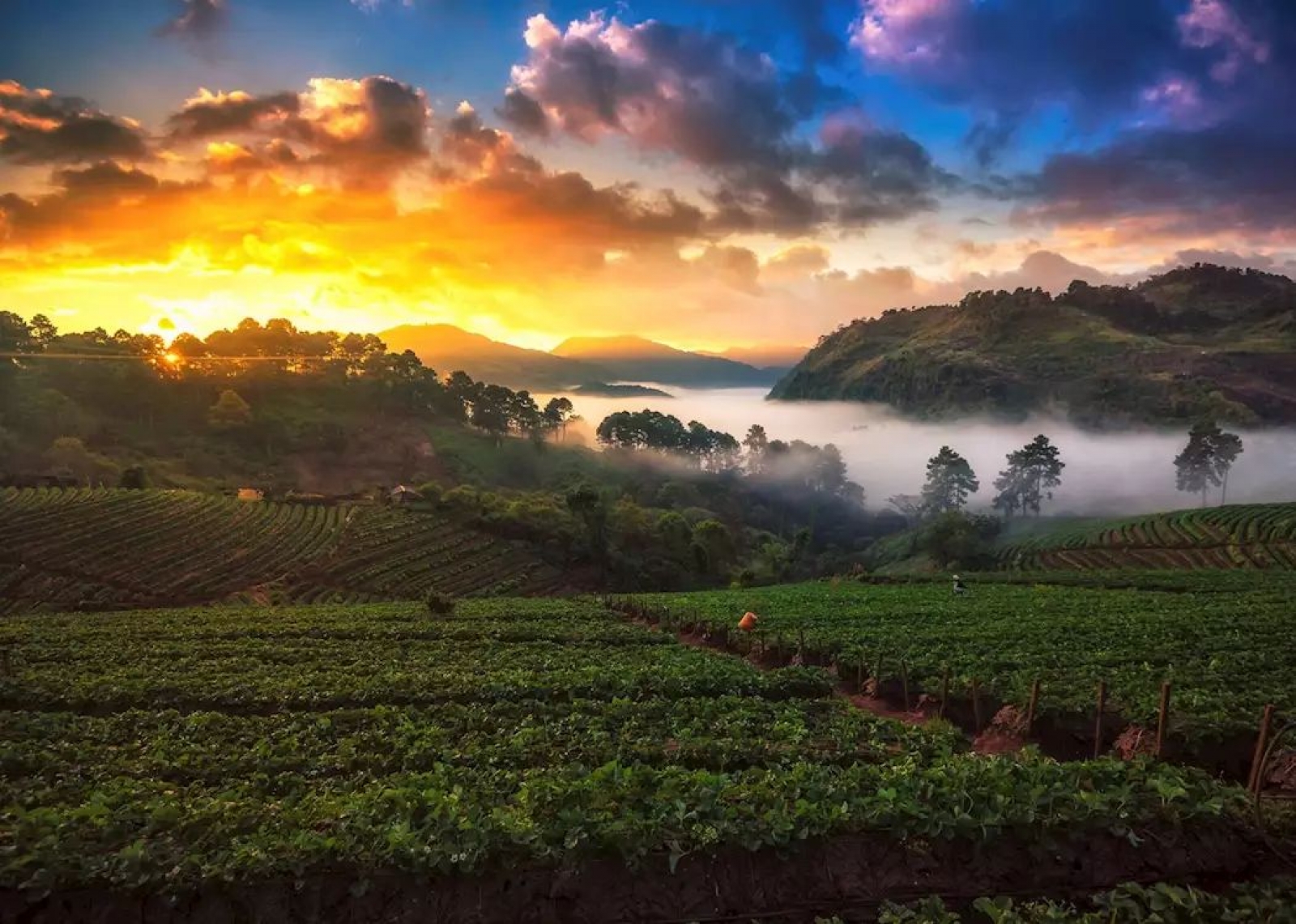 Bangkok|*|Chiang Mai|*|Chiang Rai |*|Mae Hong Son|*|Sukhothai|*|Kanchanaburi ve Kwai Köprüsü|*|Doi Angkhang|*|Koh Samet|*|Phuket|*|Koh Samui |*|Krabi |*|Khao Yai Ulusal Parkı|*|Ayutthaya 