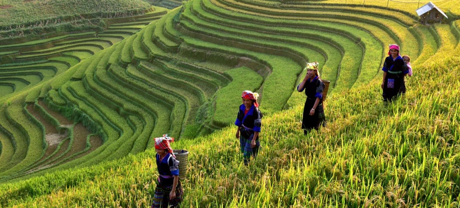 |*||*||*||*||*||*||*|